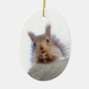Search for walnut tree Squirrel