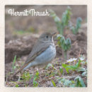 Search for hermit thrush Wildlife