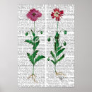 Search for carnations posters Antique