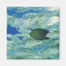 Search for yellow fish magnets Animals