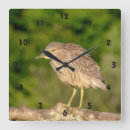 Search for crown clocks Wildlife