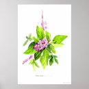 Search for herb illustration posters Botanical