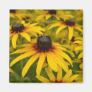 Search for susan magnets Flowers
