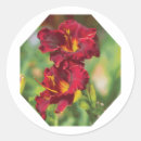 Search for daylily stickers Yellow