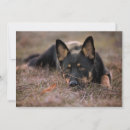 Search for german shepherd puppy cards Canine