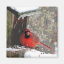 Search for feeders magnets Cardinal
