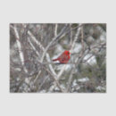 Search for birch trees tissue paper Cardinal
