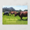 Search for beef cattle postcards Farm