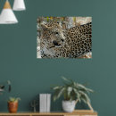Search for pardus posters Leopard