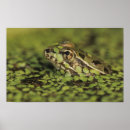 Search for leopard frogs Nature