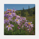 Search for asters magnets Floral