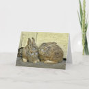 Search for easter bunny photography Wildlife
