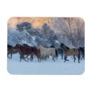 Search for horse ranch magnets Superstock