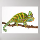 Search for chameleon posters Reptiles