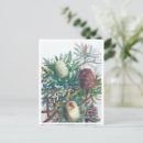 Search for australian flower postcards Banksia