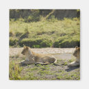 Search for panthera Horizontal
