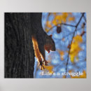 Search for squirrel pictures posters Photos