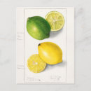 Search for lemon postcards Vintage
