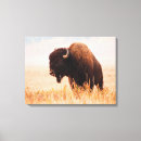 Search for bison canvas prints Brown