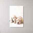 Search for long haired dachshund art Animal