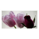 Search for romantic red rose posters Petals