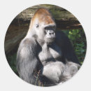 Search for silverback gorilla stickers Wildlife