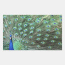 Search for feather rectangle stickers Peacock