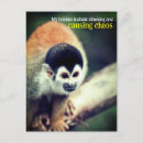 Search for monkeys photo cards Wildlife