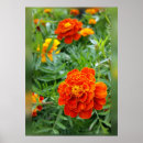 Search for marigold posters Yellow