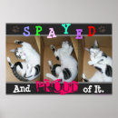 Search for spayed posters Cats