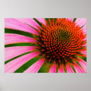Search for coneflower posters Purple