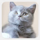 Search for british shorthair cat stickers Baby animals