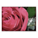 Search for black and white rose photography postcards Nature