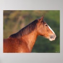 Search for clydesdale horse art Bob langrish