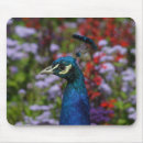 Search for peafowl mouse mats Blue