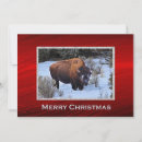 Search for bison christmas cards Snow