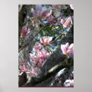 Search for japanese magnolias posters Nature