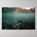 Search for galapagos posters Wildlife