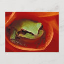 Search for chorus postcards Frog