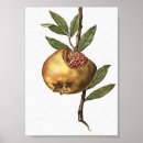 Search for pomegranate posters Autumn