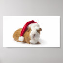 Search for guinea pig art Cute
