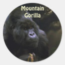 Search for mountain gorilla stickers Wildlife