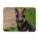 Search for gsd magnets Puppy