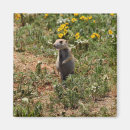 Search for prairie magnets Cute animal