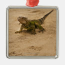 Search for wild one christmas tree decorations Wildlife