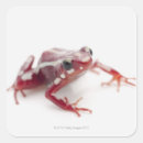 Search for dart frog stickers Animal