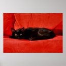 Search for bad luck art Kitty