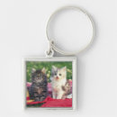 Search for group of animals key rings Outdoors