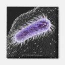 Search for bacterium magnets Colour