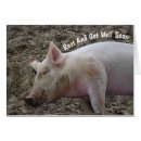 Search for hogs photography Pig